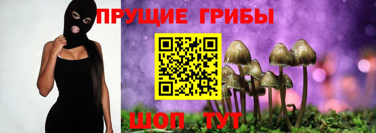 Псилоцибиновые грибы Psilocybe Можайск